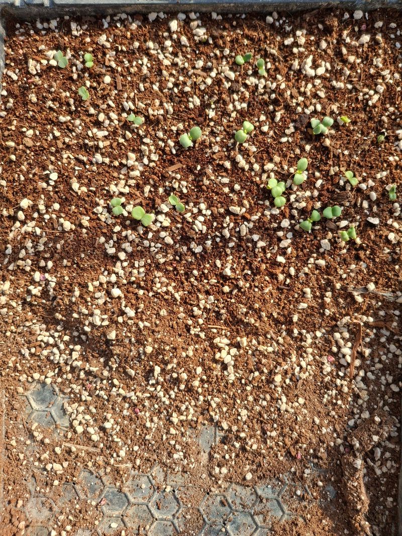 황병철님의 장터 판매 상품 [주치(지치)씨앗] 첨부 사진