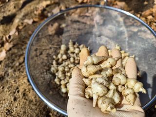약초를사랑한짱아줌마님의 작성글 사진
