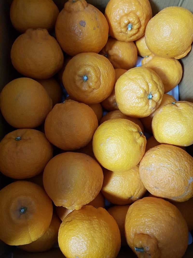 송응준님의 장터 판매 상품 [한라봉 10kg] 첨부 사진