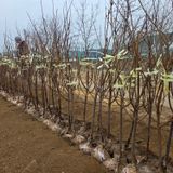 팜모닝 자유주제·자유게시판 게시글 이미지