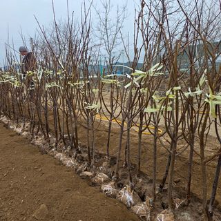 일심묘목농원님의 자유주제·자유게시판 작성글 사진