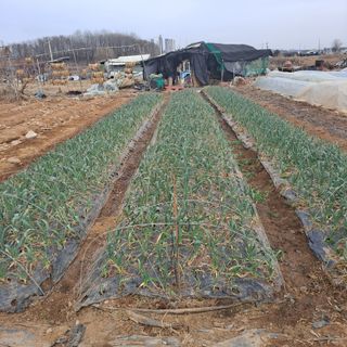 나누고싶어서님의 자유주제 · 자유게시판 작성글 사진