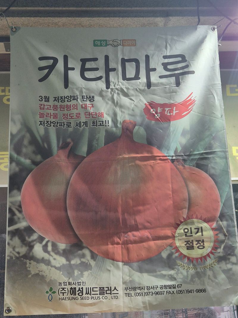 돼지파쪽파님의 장터 판매 상품 [저장양파 양파모종 카타마루 약 288구( 약 270개)] 첨부 사진