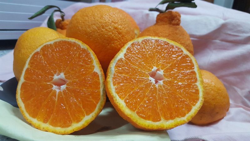 송응준님의 장터 판매 상품 [한라봉 10kg] 첨부 사진