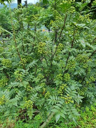 채대영님의 자유주제 · 자유게시판 작성글 사진