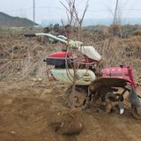 일심묘목농원님의 자유주제·자유게시판 작성글 사진