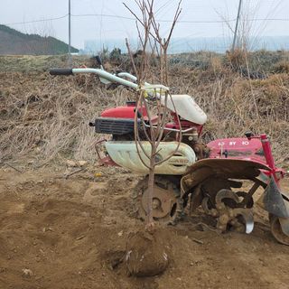 일심묘목농원님의 자유주제 · 자유게시판 작성글 사진