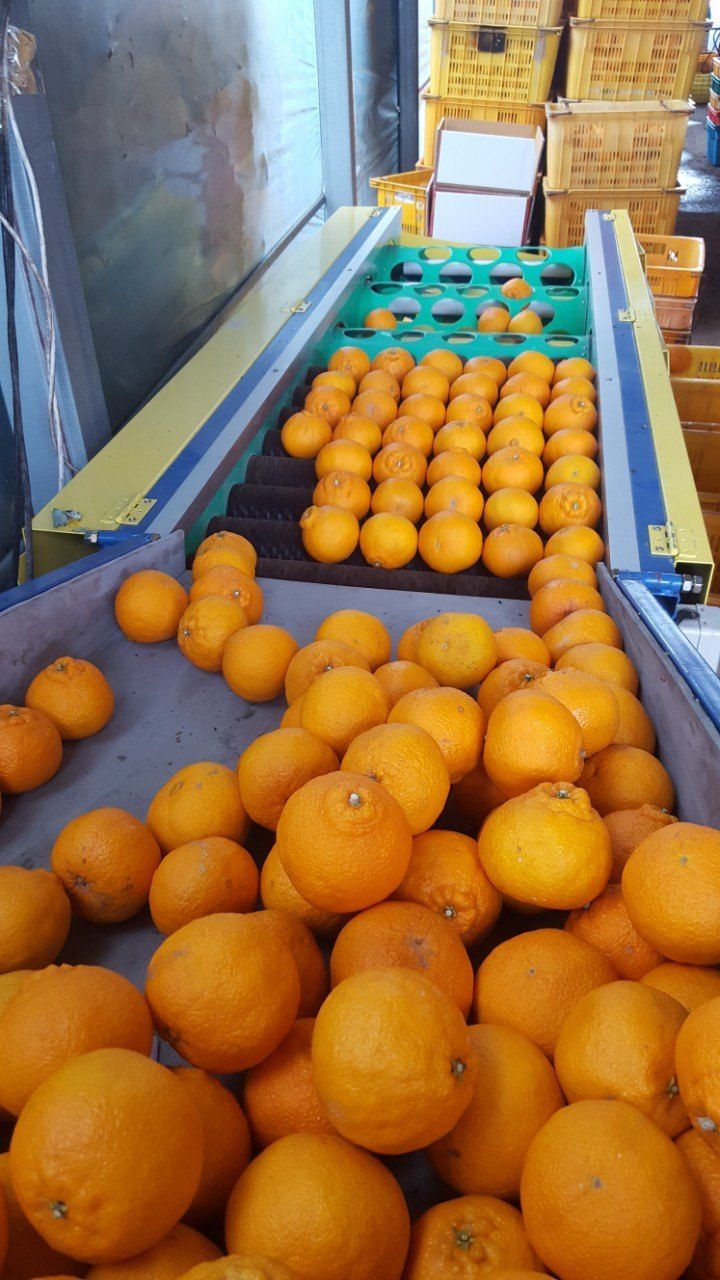 송응준님의 장터 판매 상품 [한라봉 10kg] 첨부 사진