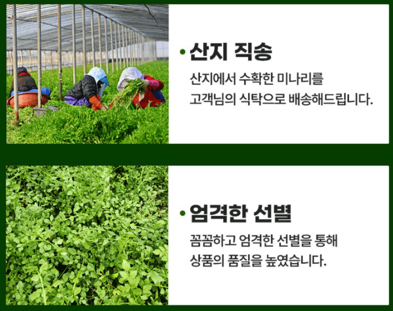 스피드번님의 장터 판매 상품 [청도 미나리] 첨부 사진