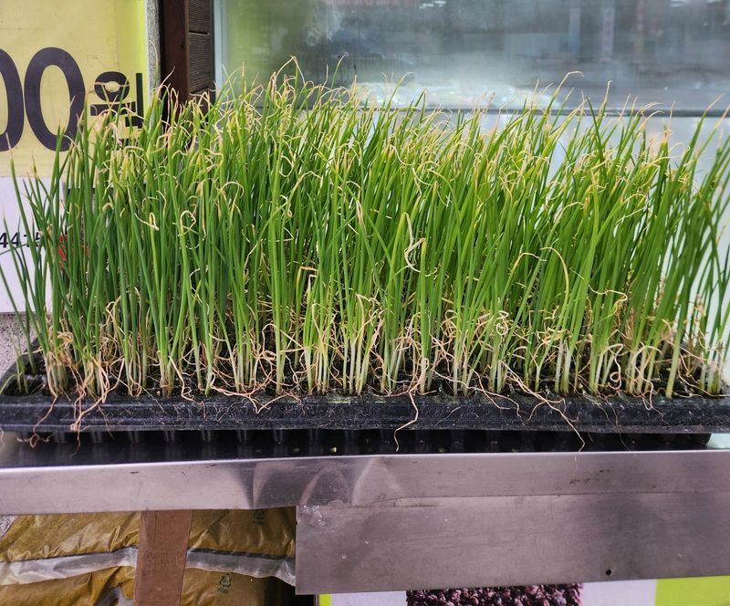 돼지파쪽파님의 장터 판매 상품 [항암 양파모종 270개 1판] 첨부 사진