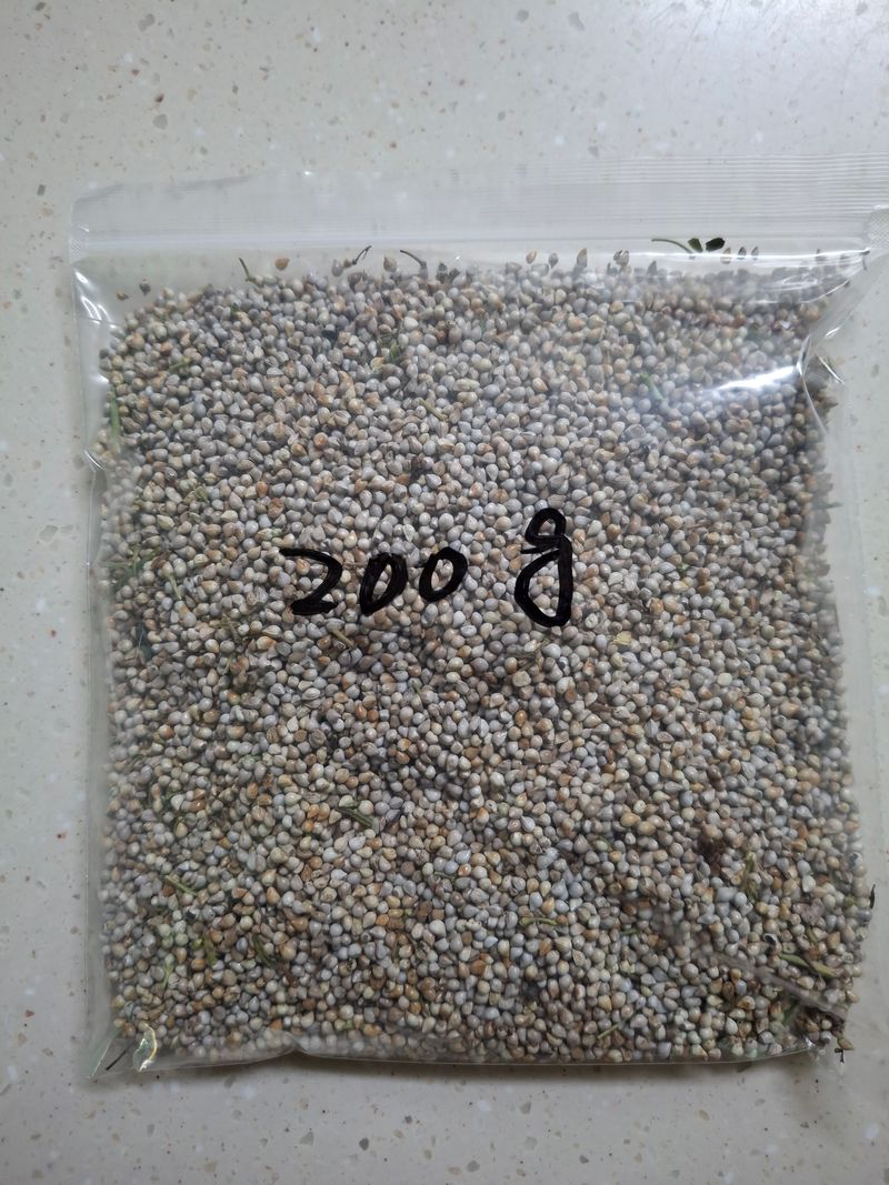 황병철님의 장터 판매 상품 [지치(주치)씨앗(200g)] 첨부 사진