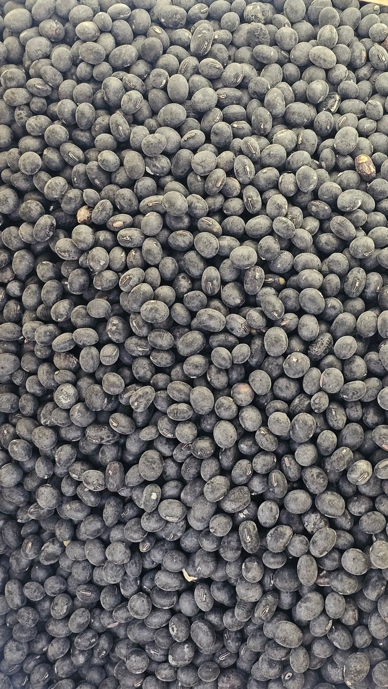 장터 상품 [기계선별 속청새바람서리태 8000원] 썸네일