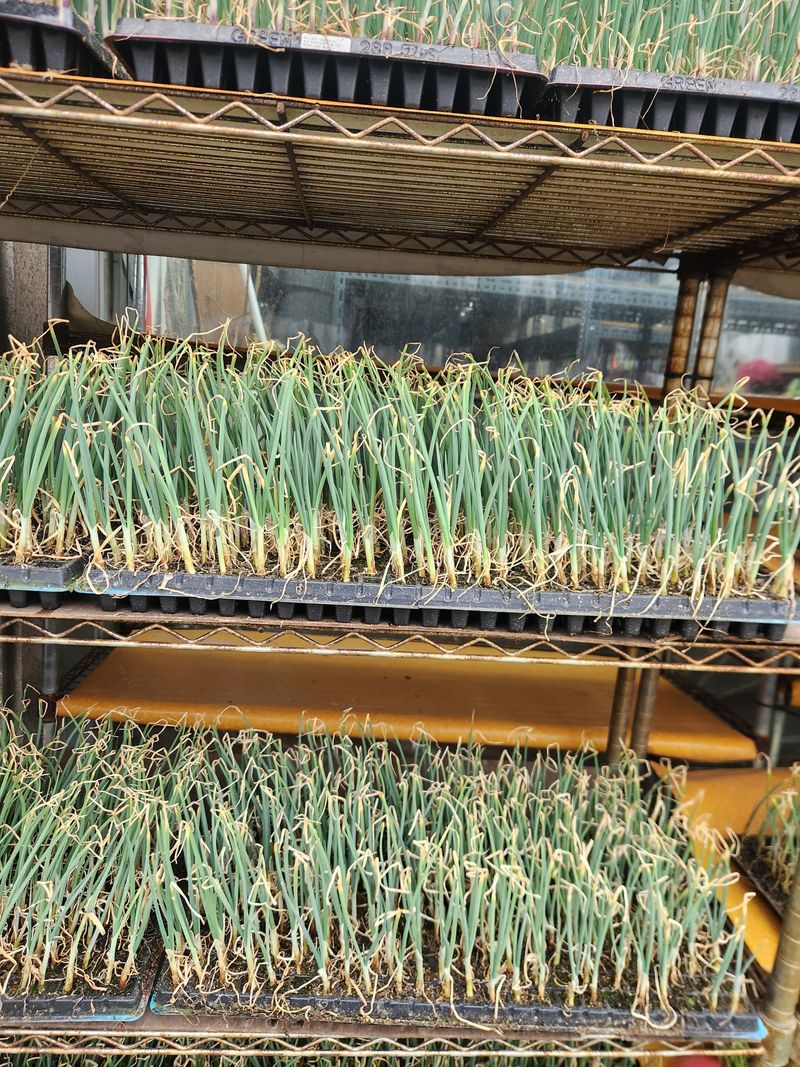 돼지파쪽파님의 장터 판매 상품 [항암 양파모종 270개 1판] 첨부 사진