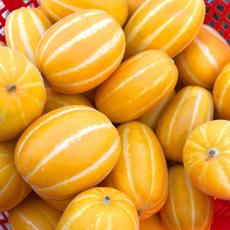 장터 상품 [성주 꿀참외] 썸네일