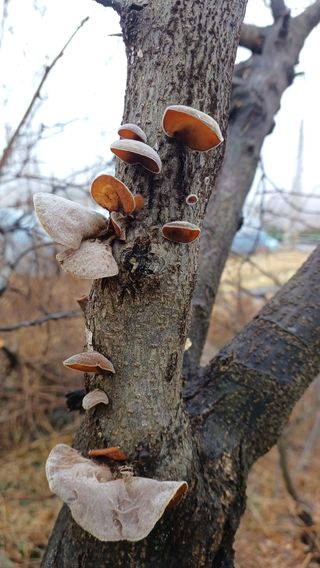 산골촌부님의 자유주제 · 자유게시판 작성글 사진