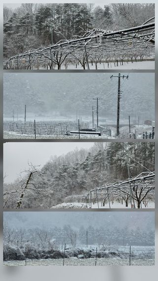 박영옥님의 자유주제 · 자유게시판 작성글 사진