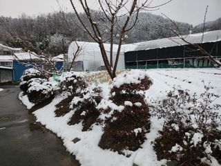 복숭아님의 자유주제 · 자유게시판 작성글 사진