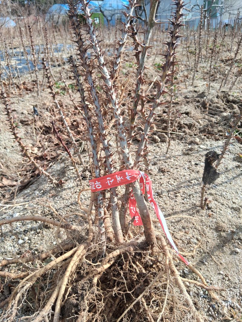 장터 상품 [엄나무묘목] 썸네일