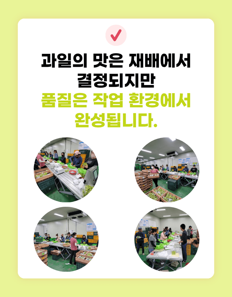 과일팩토리님의 장터 판매 상품 [프리미엄 고당도 고급포도 샤인머스캣 1등급/2등급/특등급] 첨부 사진