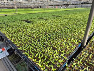 청운농원육묘장님의 자유주제 · 자유게시판 작성글 사진