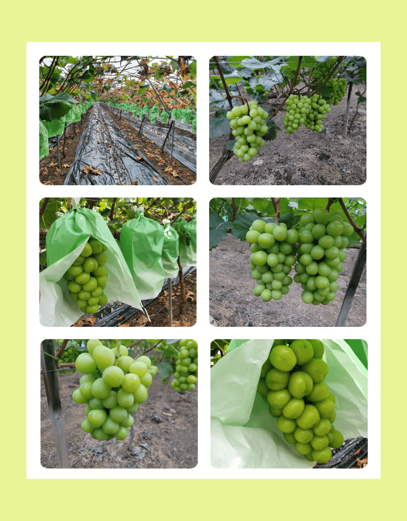 과일팩토리님의 장터 판매 상품 [프리미엄 고당도 고급포도 샤인머스캣 1등급/2등급/특등급] 첨부 사진