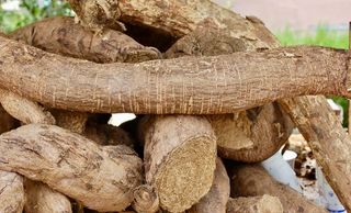 풀농님의 자유주제·자유게시판 작성글 사진