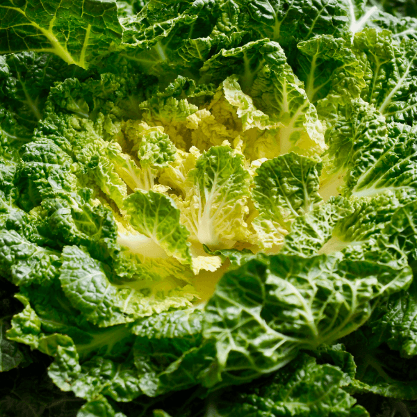 장터 상품 [산지직송 신선한 국내산 제철 채소 봄동 1kg/2kg/3kg/5kg/10kg] 썸네일