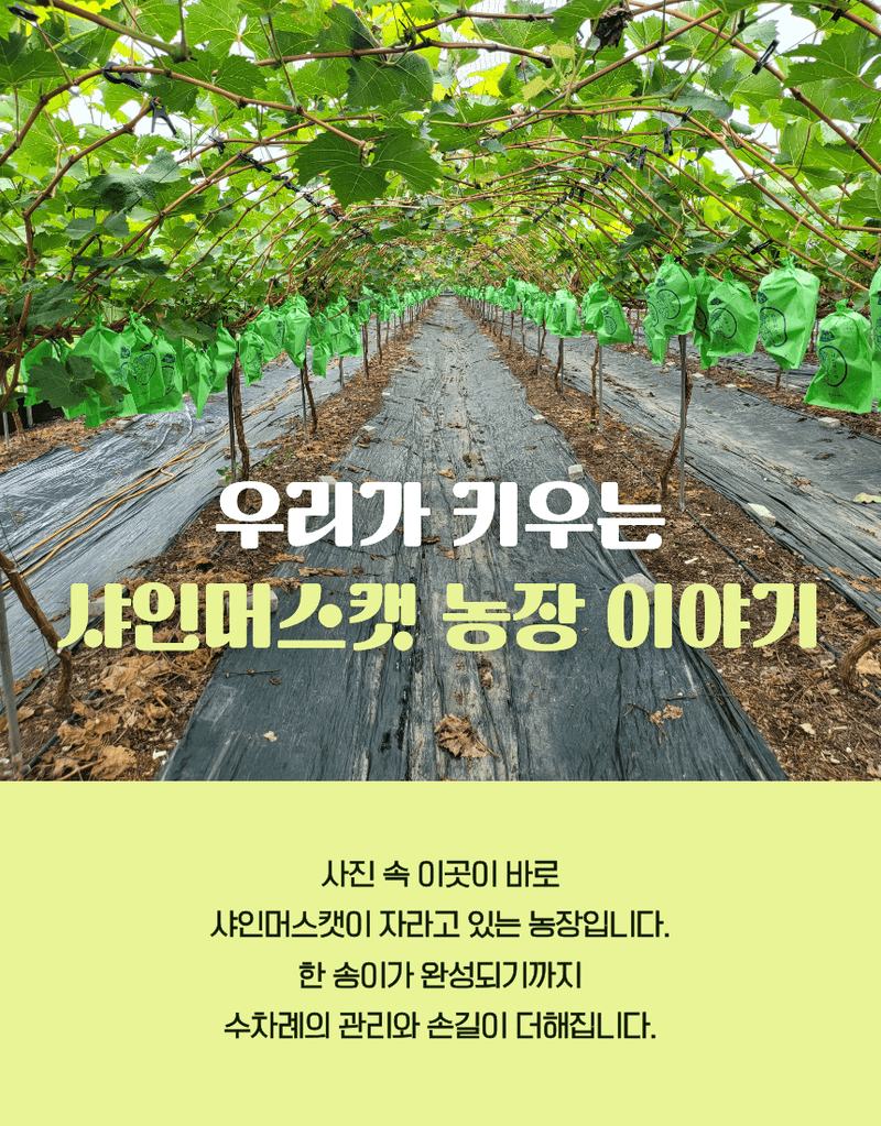 과일팩토리님의 장터 판매 상품 [프리미엄 고당도 고급포도 샤인머스캣 1등급/2등급/특등급] 첨부 사진