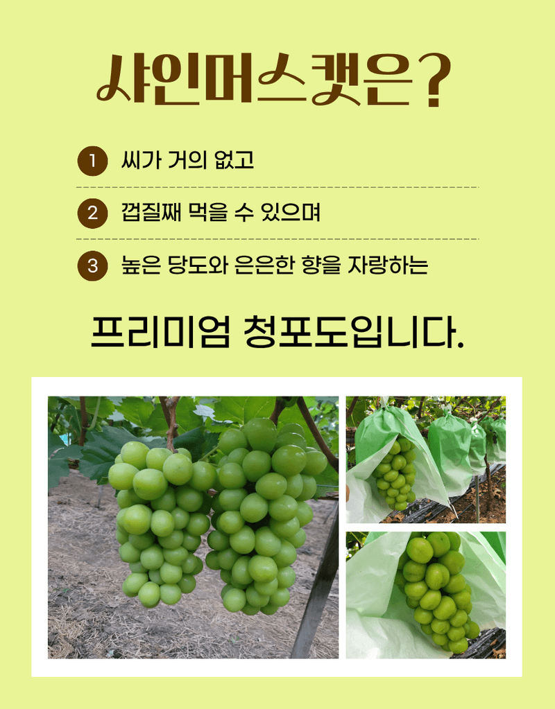 과일팩토리님의 장터 판매 상품 [프리미엄 고당도 고급포도 샤인머스캣 1등급/2등급/특등급] 첨부 사진
