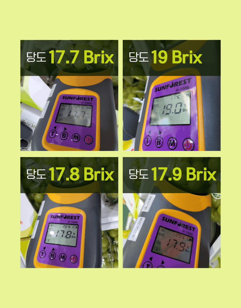 과일팩토리님의 장터 판매 상품 [프리미엄 고당도 고급포도 샤인머스캣 1등급/2등급/특등급] 첨부 사진