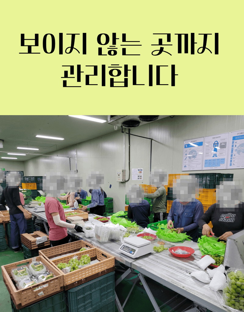 과일팩토리님의 장터 판매 상품 [프리미엄 고당도 고급포도 샤인머스캣 1등급/2등급/특등급] 첨부 사진