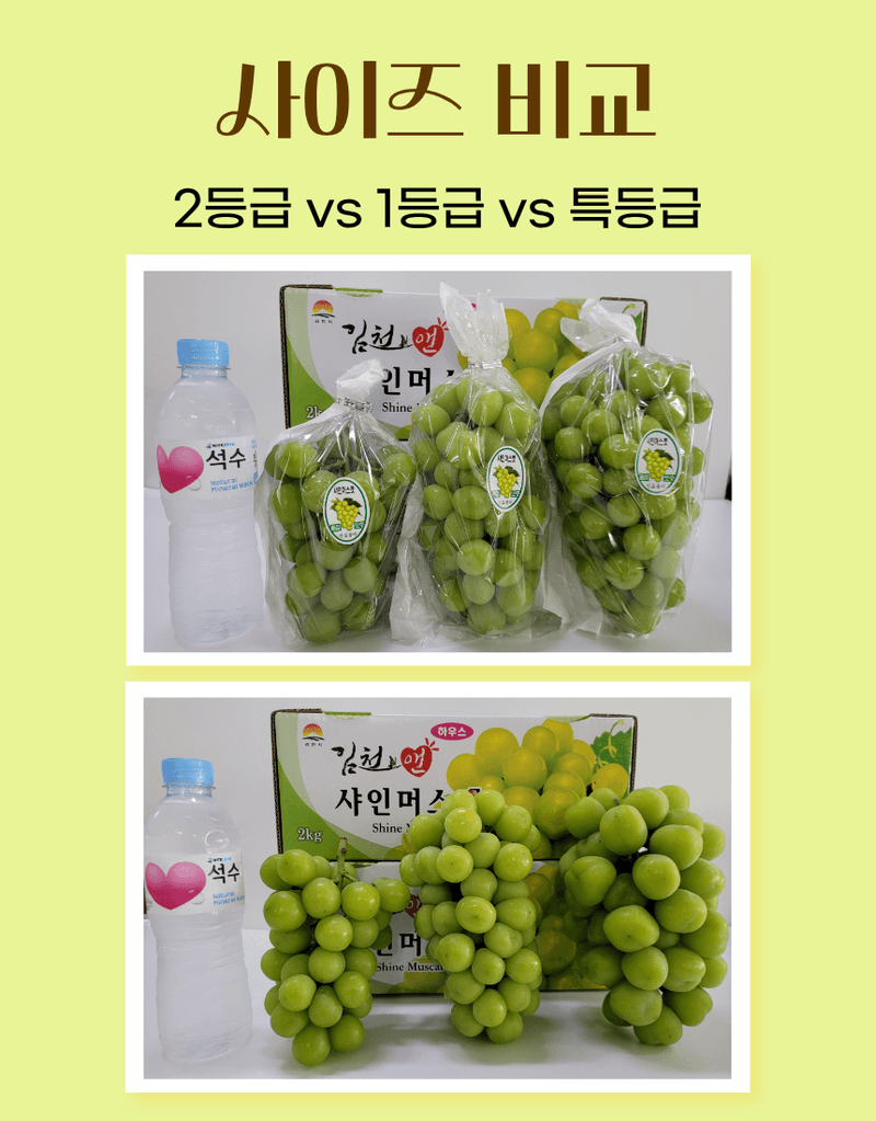 과일팩토리님의 장터 판매 상품 [프리미엄 고당도 고급포도 샤인머스캣 1등급/2등급/특등급] 첨부 사진
