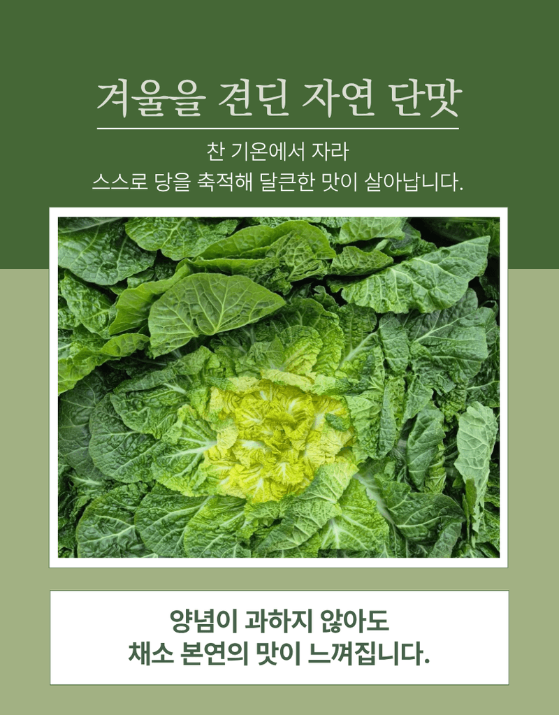 과일팩토리님의 장터 판매 상품 [산지직송 신선한 국내산 제철 채소 봄동 1kg/2kg/3kg/5kg/10kg] 첨부 사진