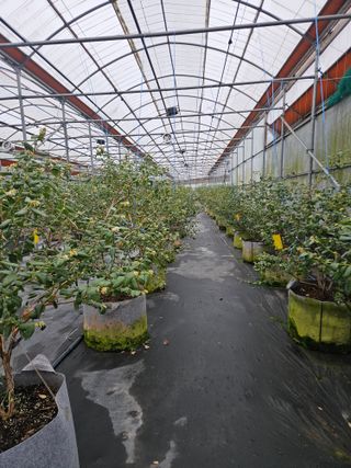 제주 지안이네농장님의 자유주제 · 자유게시판 작성글 사진