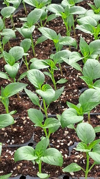 당진님의 자유주제 · 자유게시판 작성글 사진