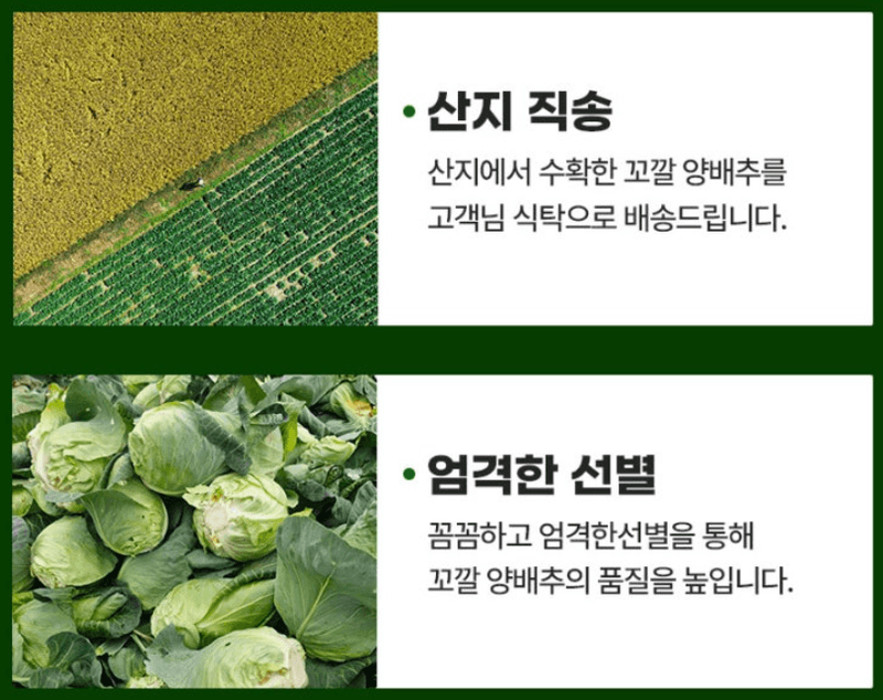 스피드번님의 장터 판매 상품 [제주도 고깔양배추 가정용] 첨부 사진