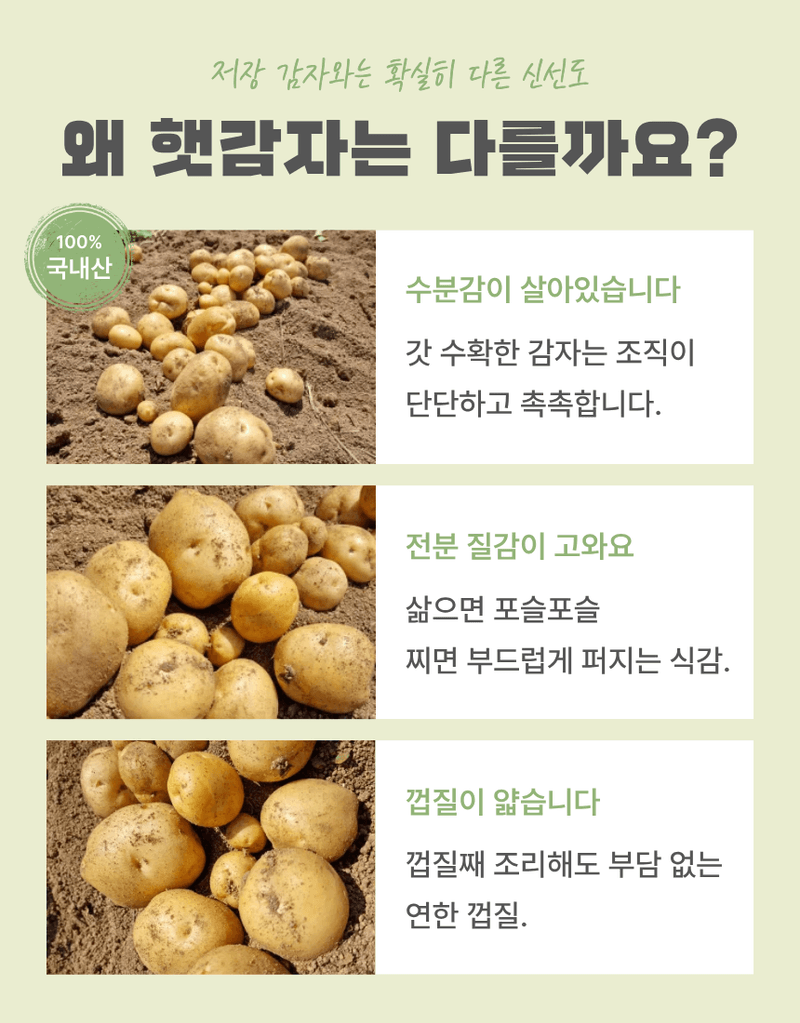 과일팩토리님의 장터 판매 상품 [산지직송 포슬포슬 햇감자 제철 수확 감자 햇감자 1kg/2kg/3kg/5kg/10kg] 첨부 사진