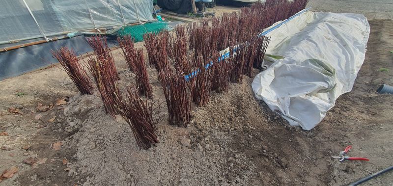 산딸기성관님의 장터 판매 상품 [왕 산딸기 묘목] 첨부 사진