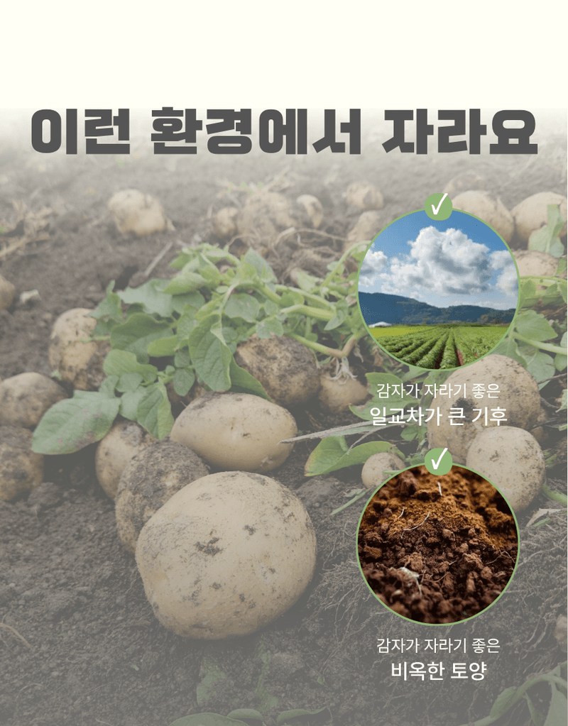 과일팩토리님의 장터 판매 상품 [산지직송 포슬포슬 햇감자 제철 수확 감자 햇감자 1kg/2kg/3kg/5kg/10kg] 첨부 사진