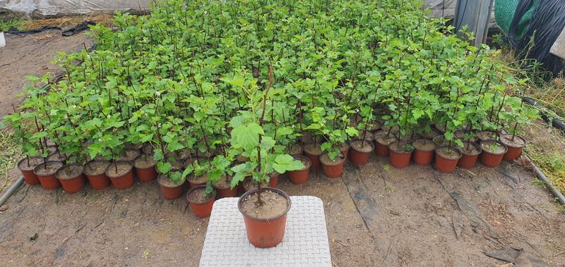 산딸기성관님의 장터 판매 상품 [왕 산딸기 묘목] 첨부 사진