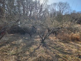 박사도사님의 자유주제 · 자유게시판 작성글 사진