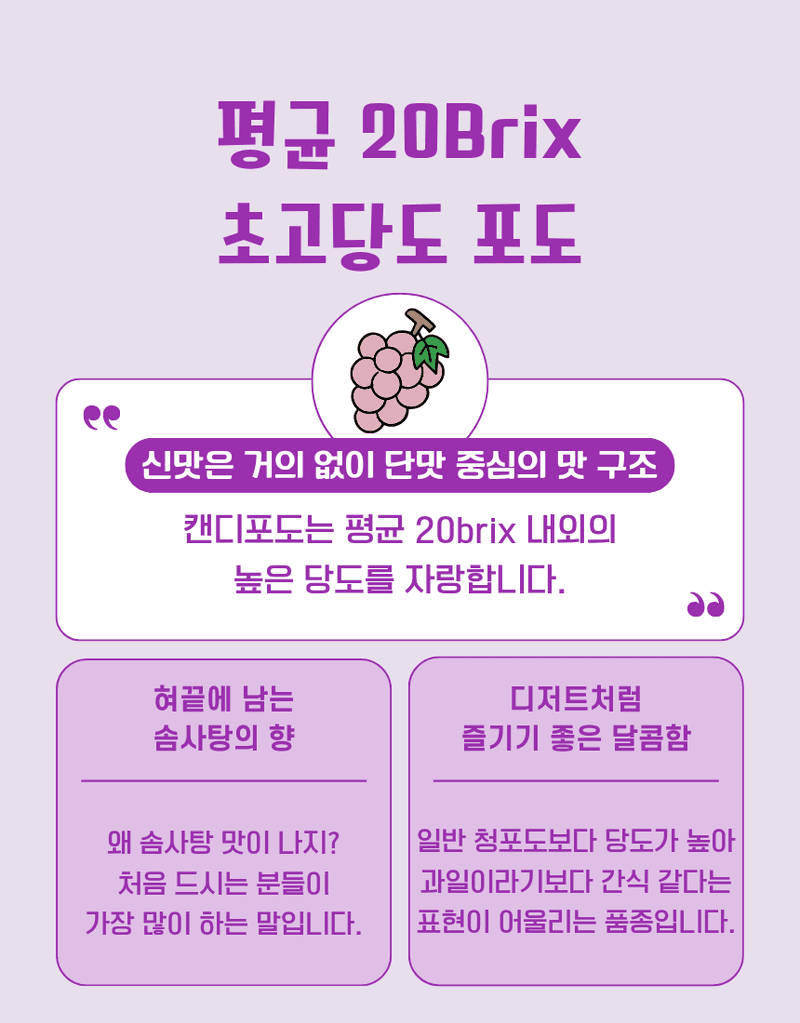 과일팩토리님의 장터 판매 상품 [프리미엄 신품종 초고당도 수입포도 솜사탕향 캔디포도 500g/1kg/2kg/4kg] 첨부 사진