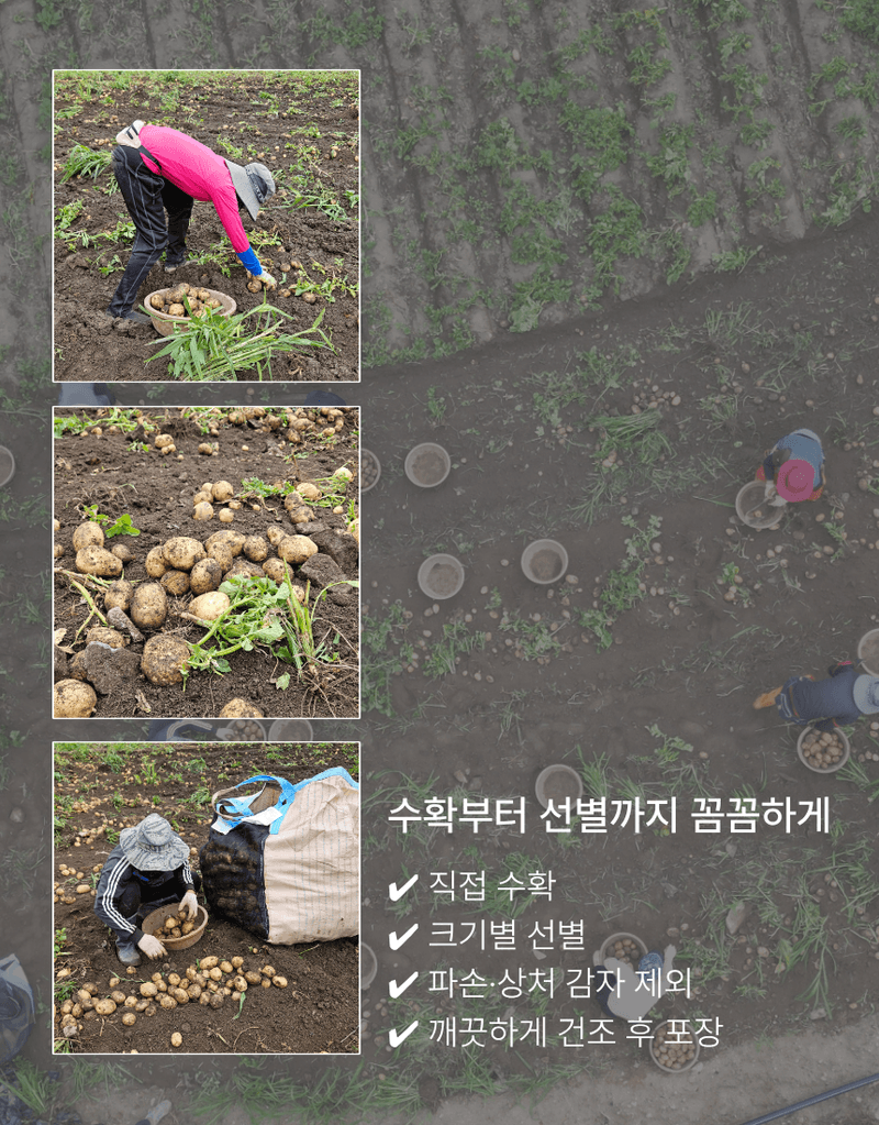 과일팩토리님의 장터 판매 상품 [산지직송 포슬포슬 햇감자 제철 수확 감자 햇감자 1kg/2kg/3kg/5kg/10kg] 첨부 사진