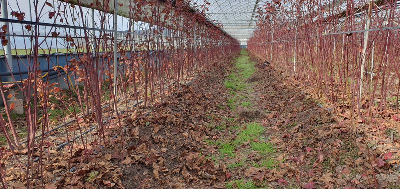 장터 상품 [왕 산딸기 묘목] 썸네일