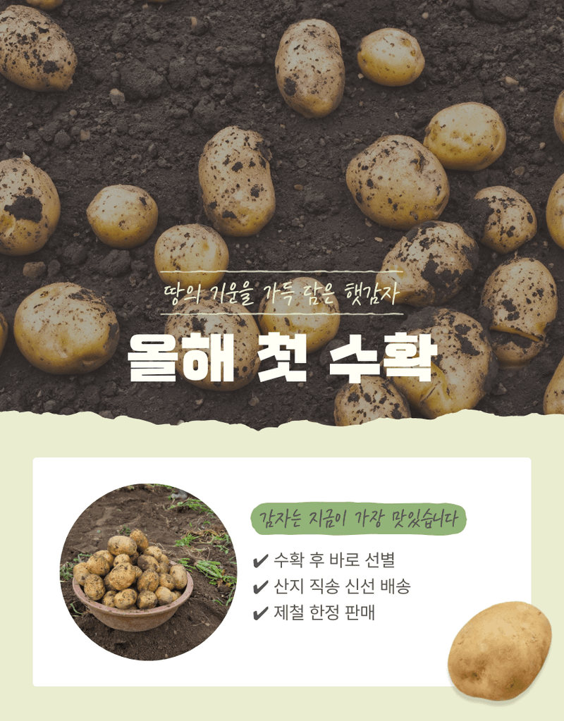과일팩토리님의 장터 판매 상품 [산지직송 포슬포슬 햇감자 제철 수확 감자 햇감자 1kg/2kg/3kg/5kg/10kg] 첨부 사진