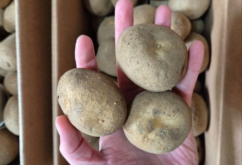 돼지파쪽파님의 장터 판매 상품 [강원도 씨감자 판매 ( 두백) 포슬포슬] 첨부 사진