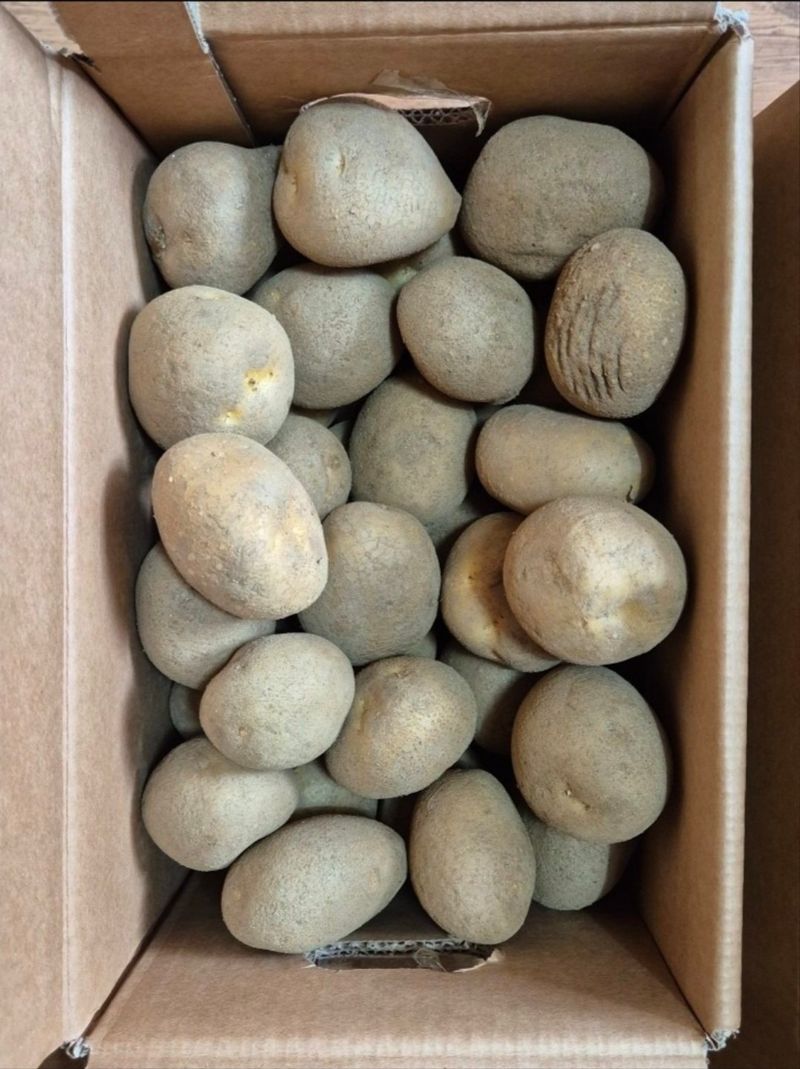 돼지파쪽파님의 장터 판매 상품 [강원도 씨감자 판매 ( 두백) 포슬포슬] 첨부 사진