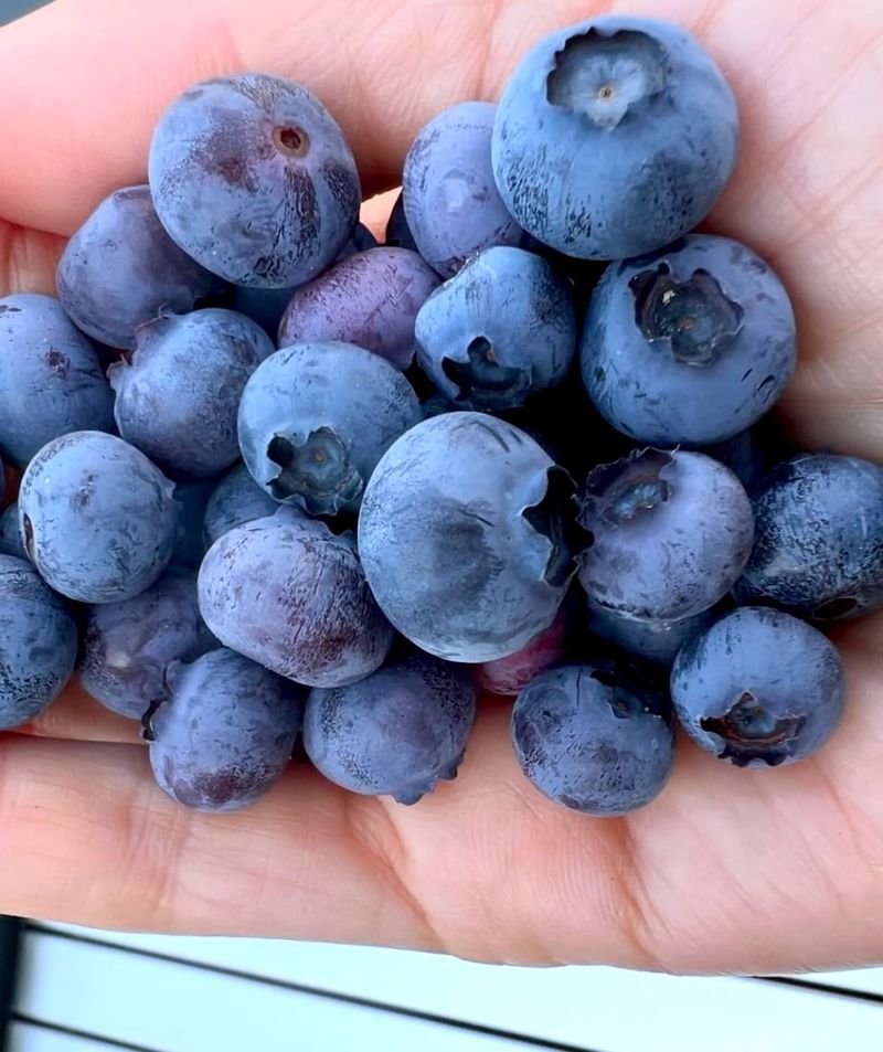 농부손녀님의 장터 판매 상품 [(+500g 듬뿍) 블루베리 생과 1kg + 500g] 첨부 사진