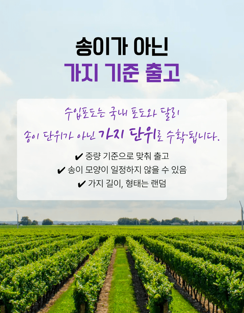 과일팩토리님의 장터 판매 상품 [프리미엄 고당도 씨없는 수입포도 크림슨포도 500G/1KG/2KG/4KG] 첨부 사진