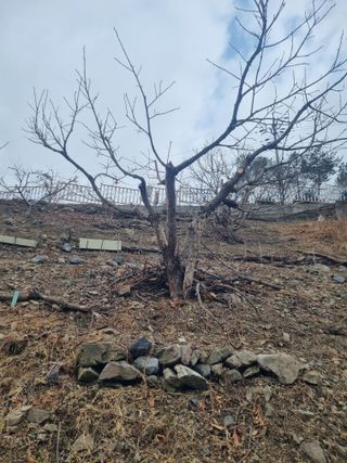 김용대님의 자유주제 · 자유게시판 작성글 사진